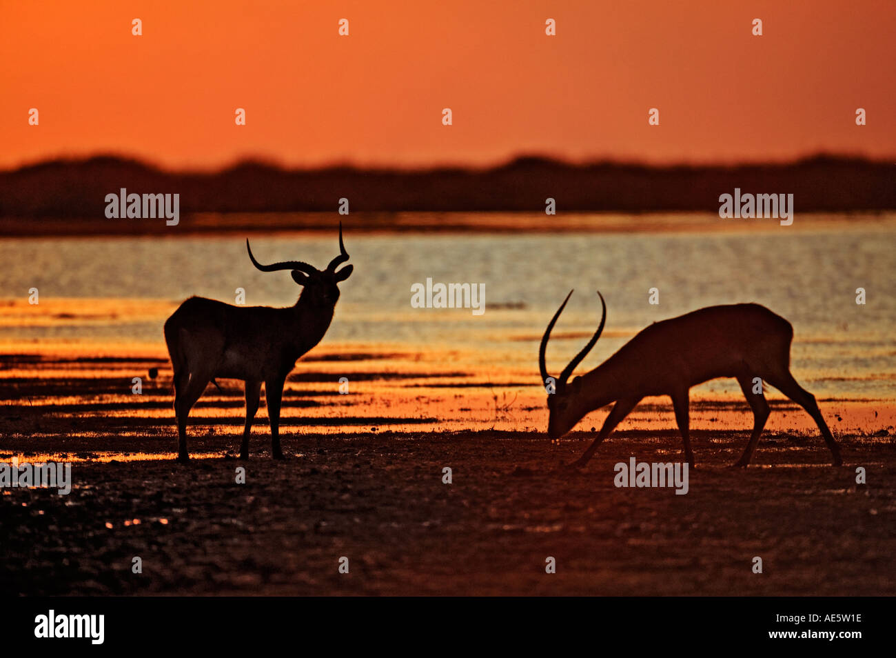 Lochinvar zambia hires stock photography and images Alamy