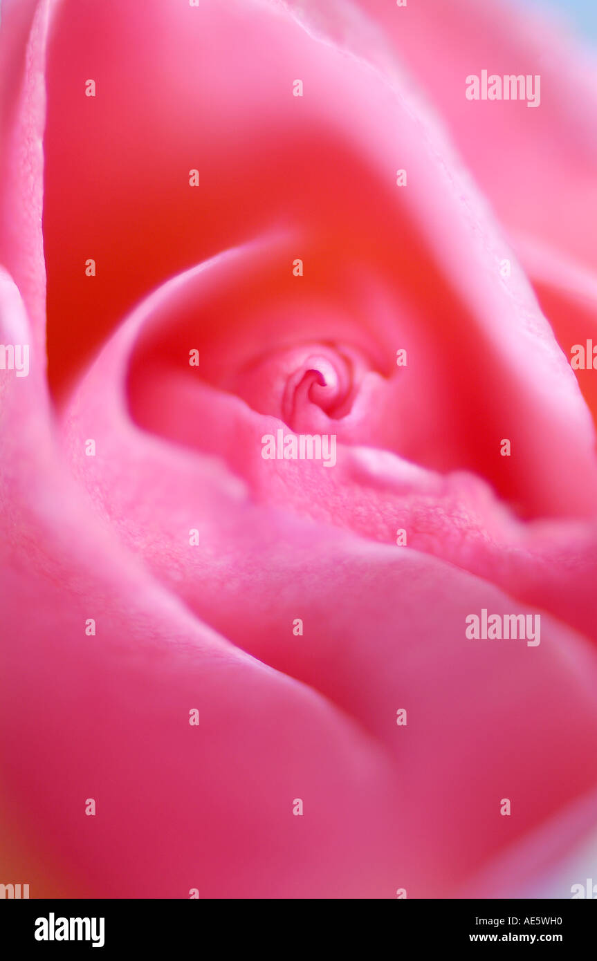 Rose blossom rosa spec hi-res stock photography and images - Alamy