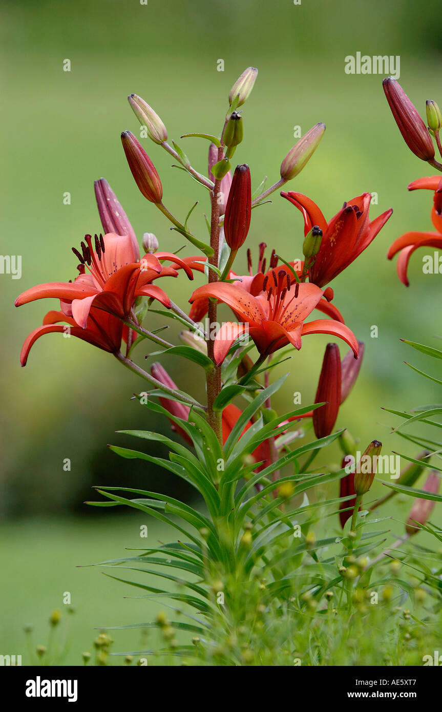 Pyrenean Lily (Lilium bulbiferum) Stock Photo