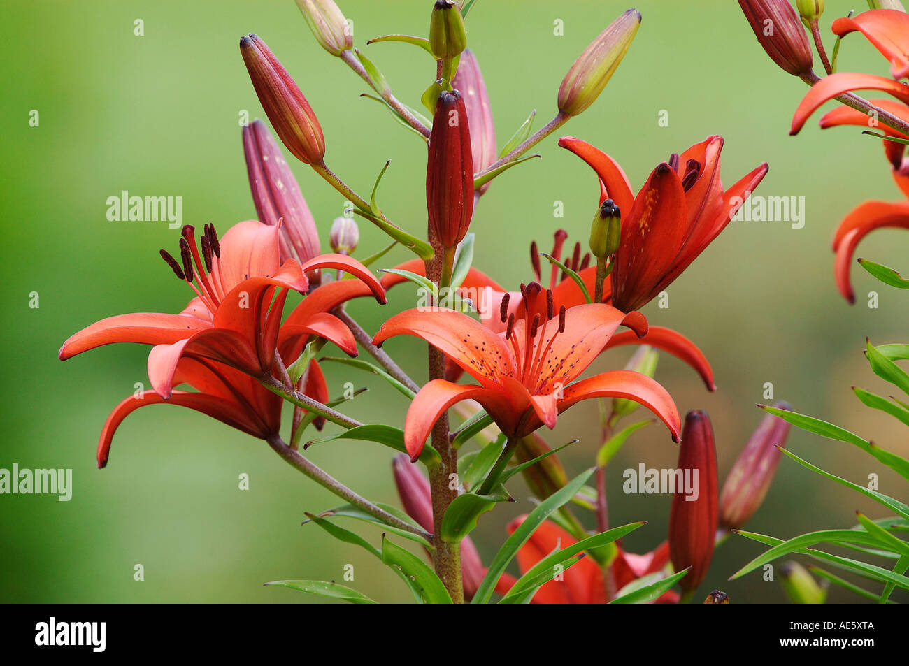 Pyrenean Lily (Lilium bulbiferum Stock Photo