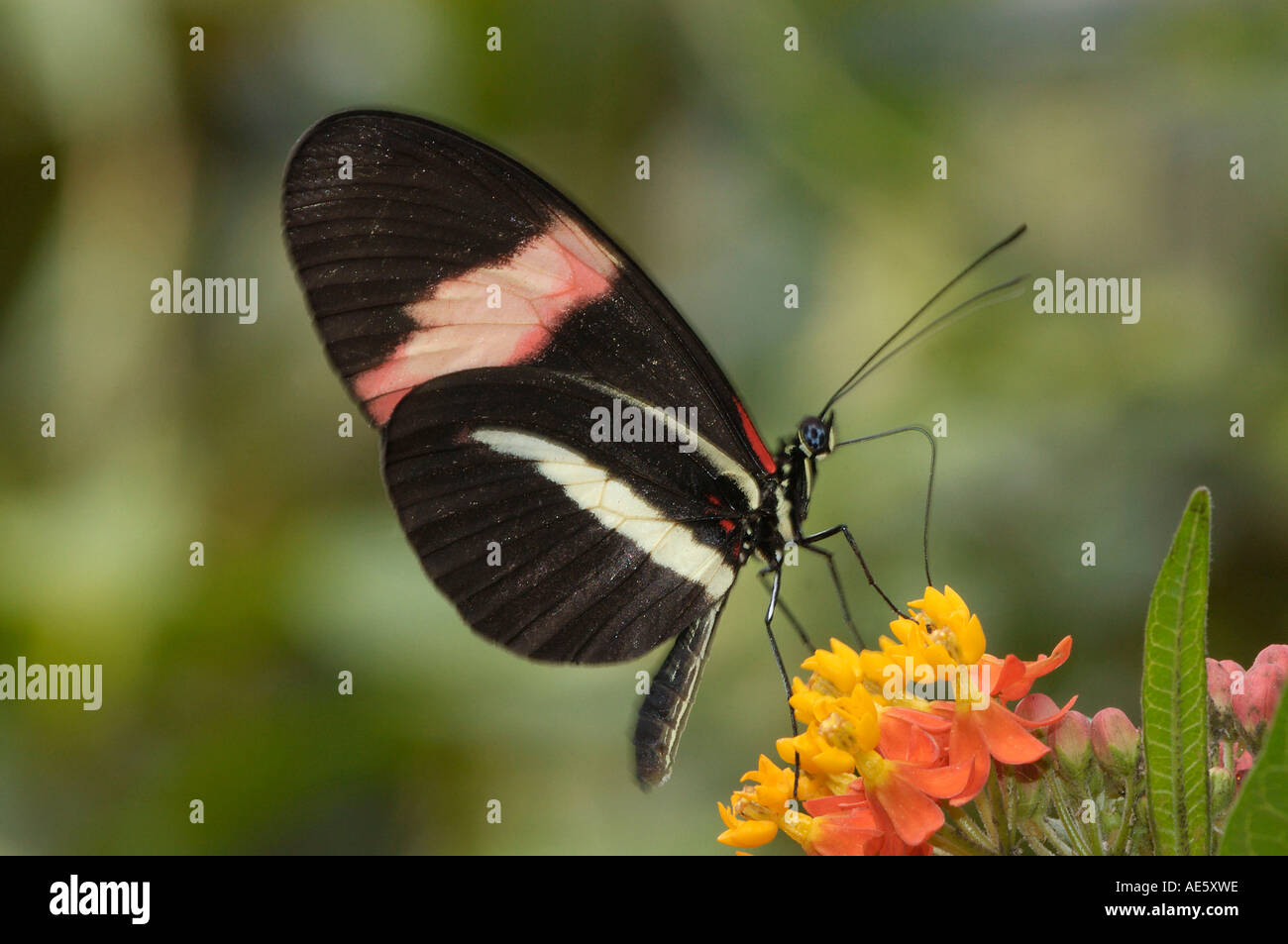 Passion Flower Butterfly (Heliconius melpomene) Stock Photo