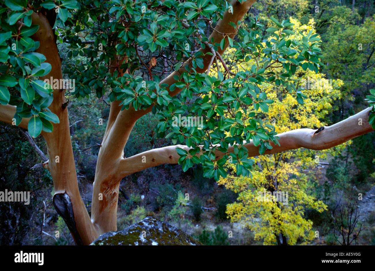 MADRONE TREE genus Arbutus grows in PINE VALLEY VENTANA WILDERNESS
