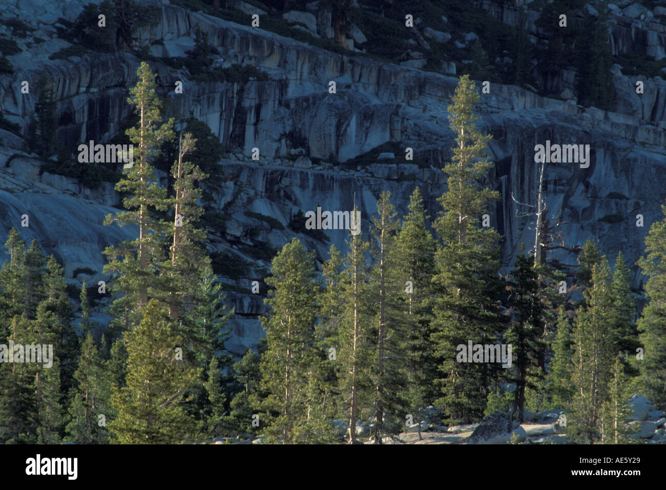 Trees below granite rock cliff near Olmsted Point Tioga Pass Road High Sierra Yosemite National Park California Stock Photo