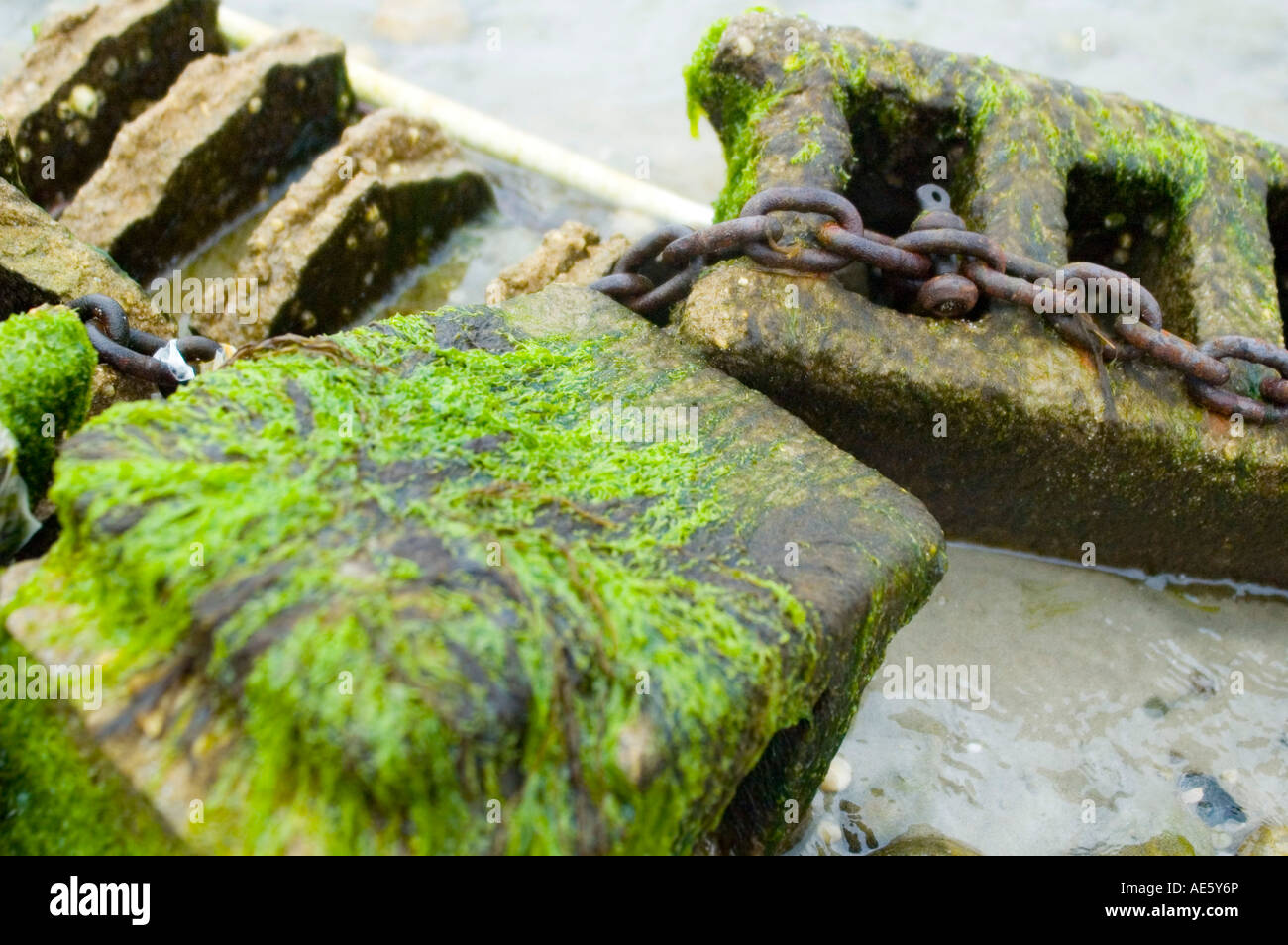 algae covered rocks with chain Stock Photo