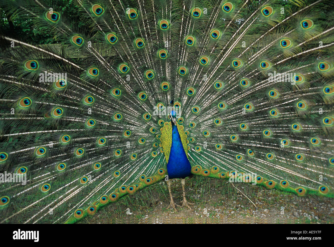 Peacock displaying his fabulous array of eyes Collection of traditional animals kept at Kentwell Hall Long Melford Suffolk Stock Photo