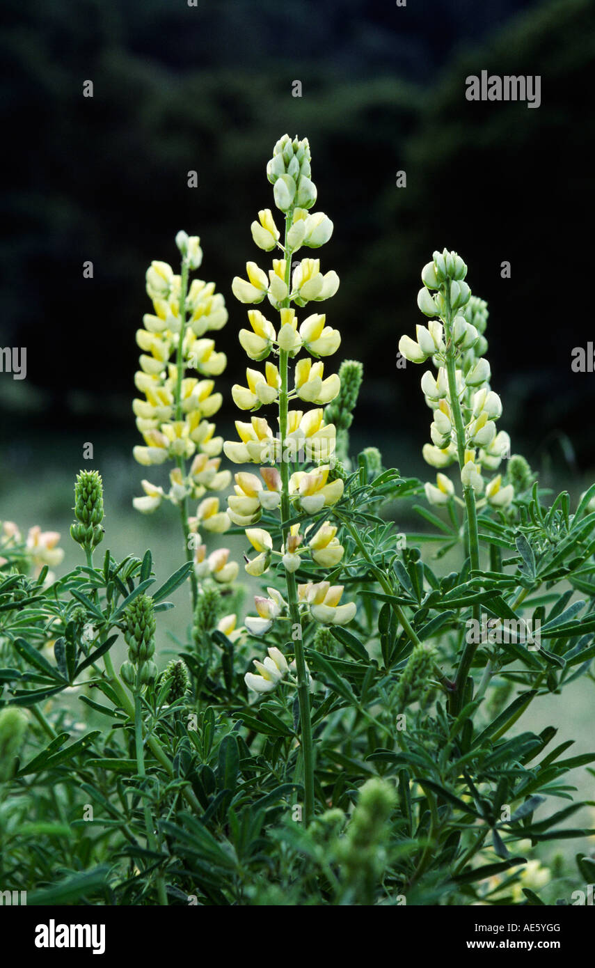 Close up of yellow LUPINS Lupinus luteus Stock Photo Alamy