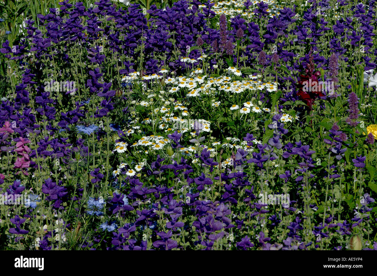 Bed of flowers with Painted Sage and Ox-eye Daisy (Salvia viridis, Salvia horminum), (Leucanthemum vulgare Stock Photo