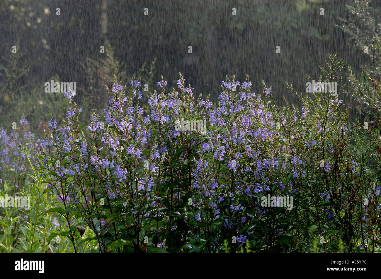 Woundwort in rain (Stachys grandiflora hybride) Stock Photo