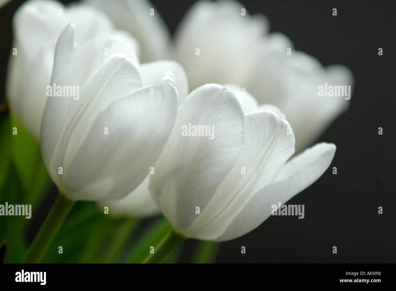 Tulips, backlit Stock Photo