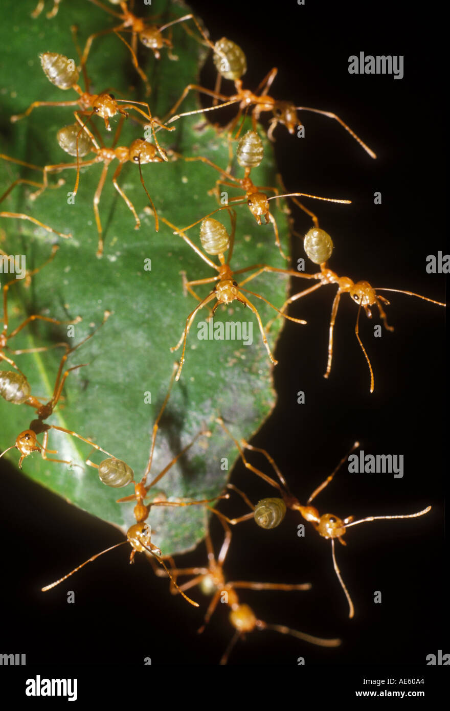 Green Tree Ants Oecophylla smaragdina in rainforest Cairns Australia