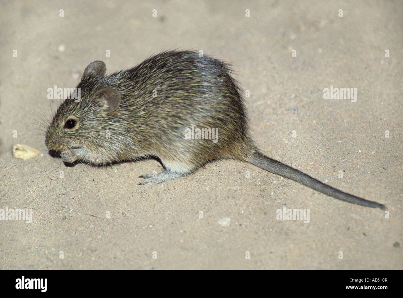 Hispid Cotton Rat Sigmodon hispidus Phoenix Pinal County Arizona United