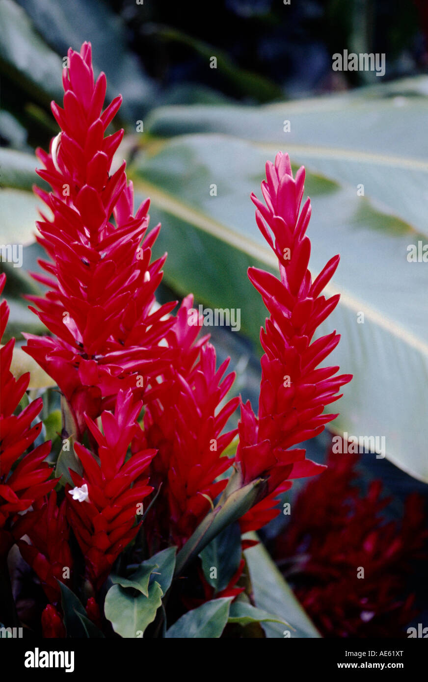 GINGER PLANT Zingiber officinale in bloom HAWAII Stock Photo Alamy