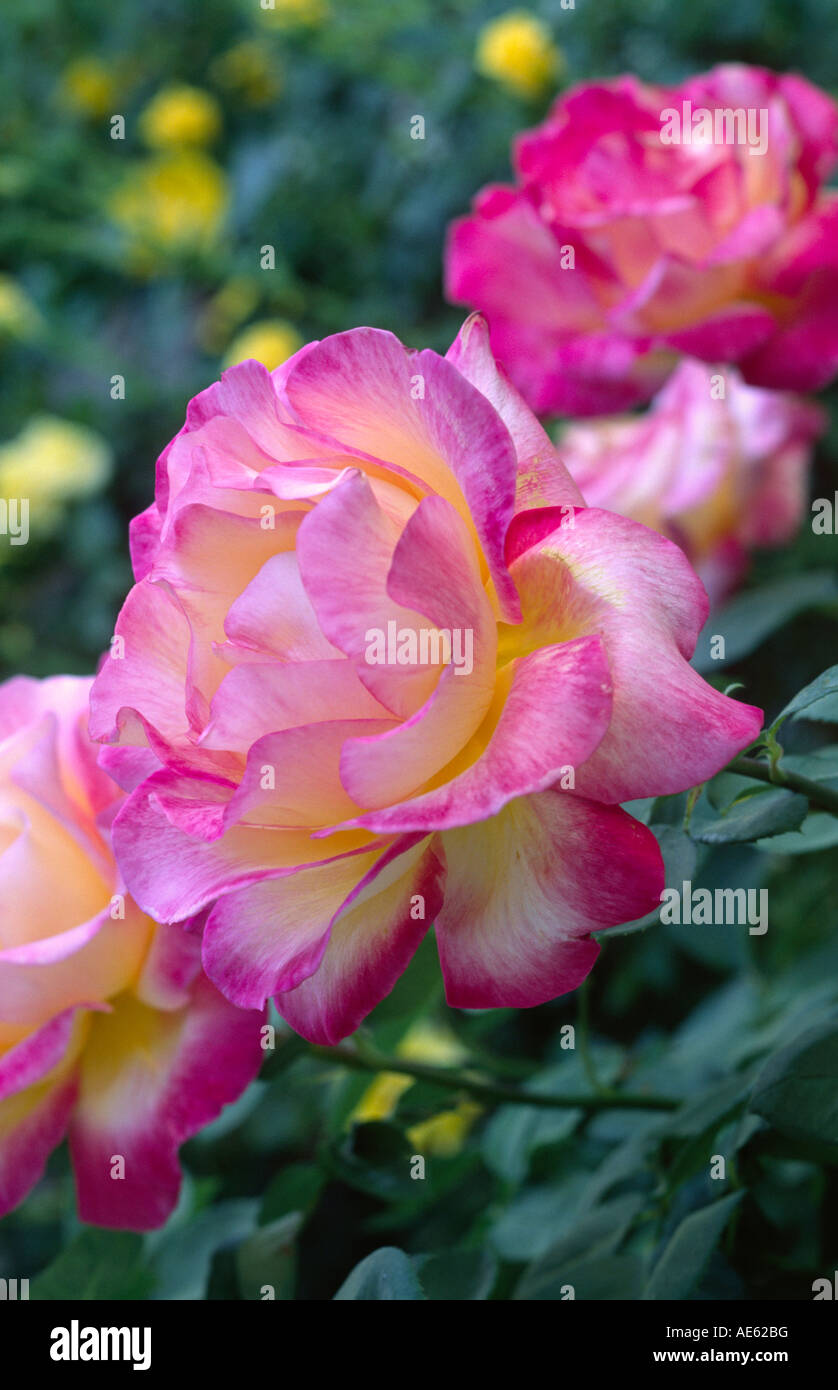 A SUNSET ROSE in full bloom Stock Photo