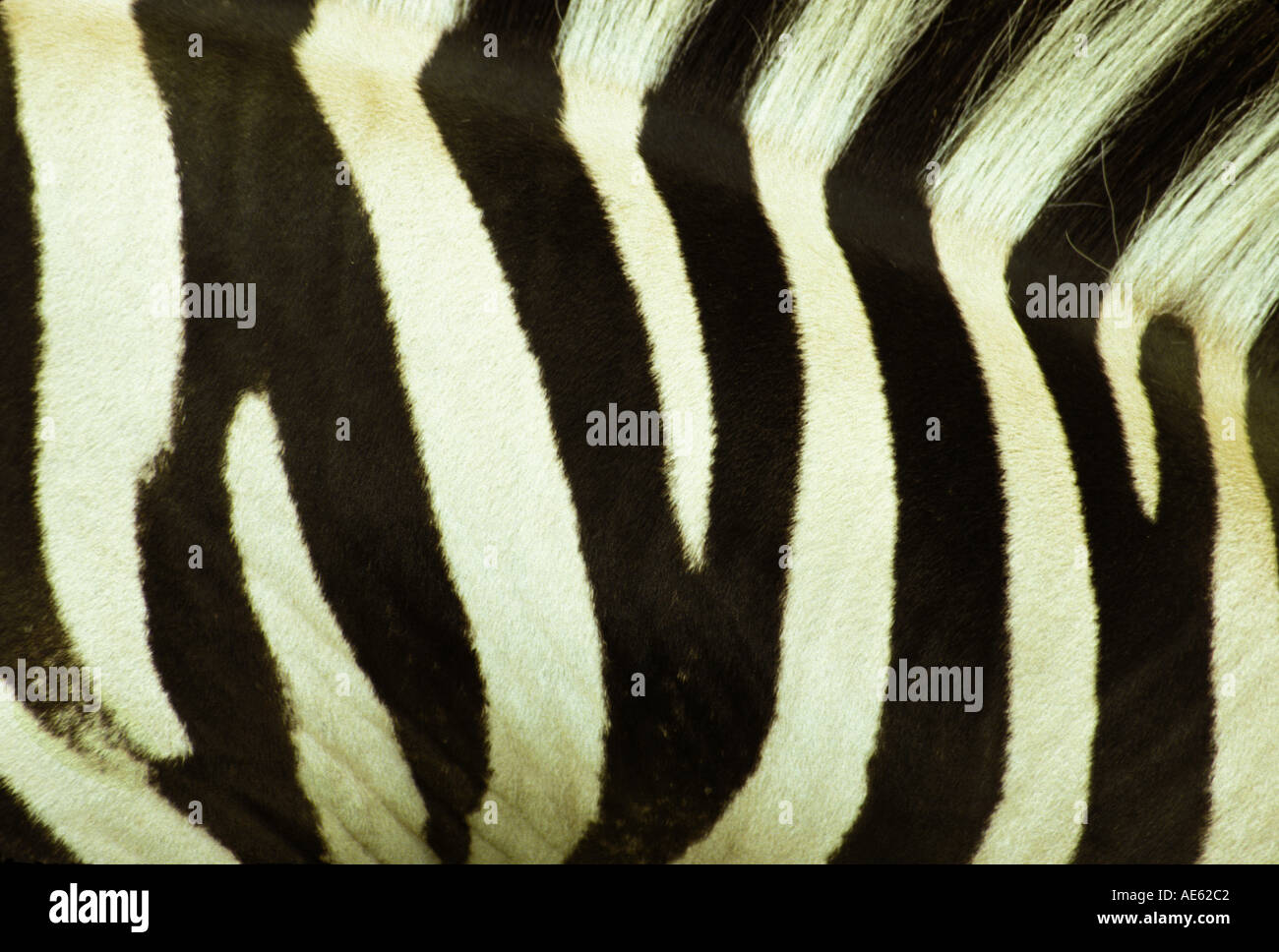Closeup of a patterned black and white zebra animal skin, Kenya Stock Photo