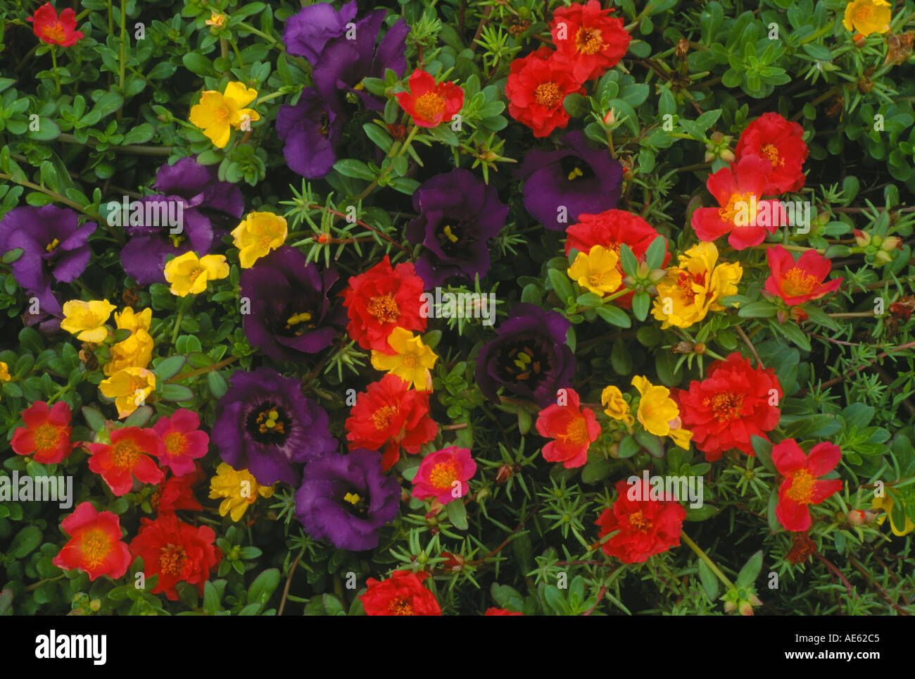 Portulaca flowers blooming together in bright colors, Missouri USA Stock Photo