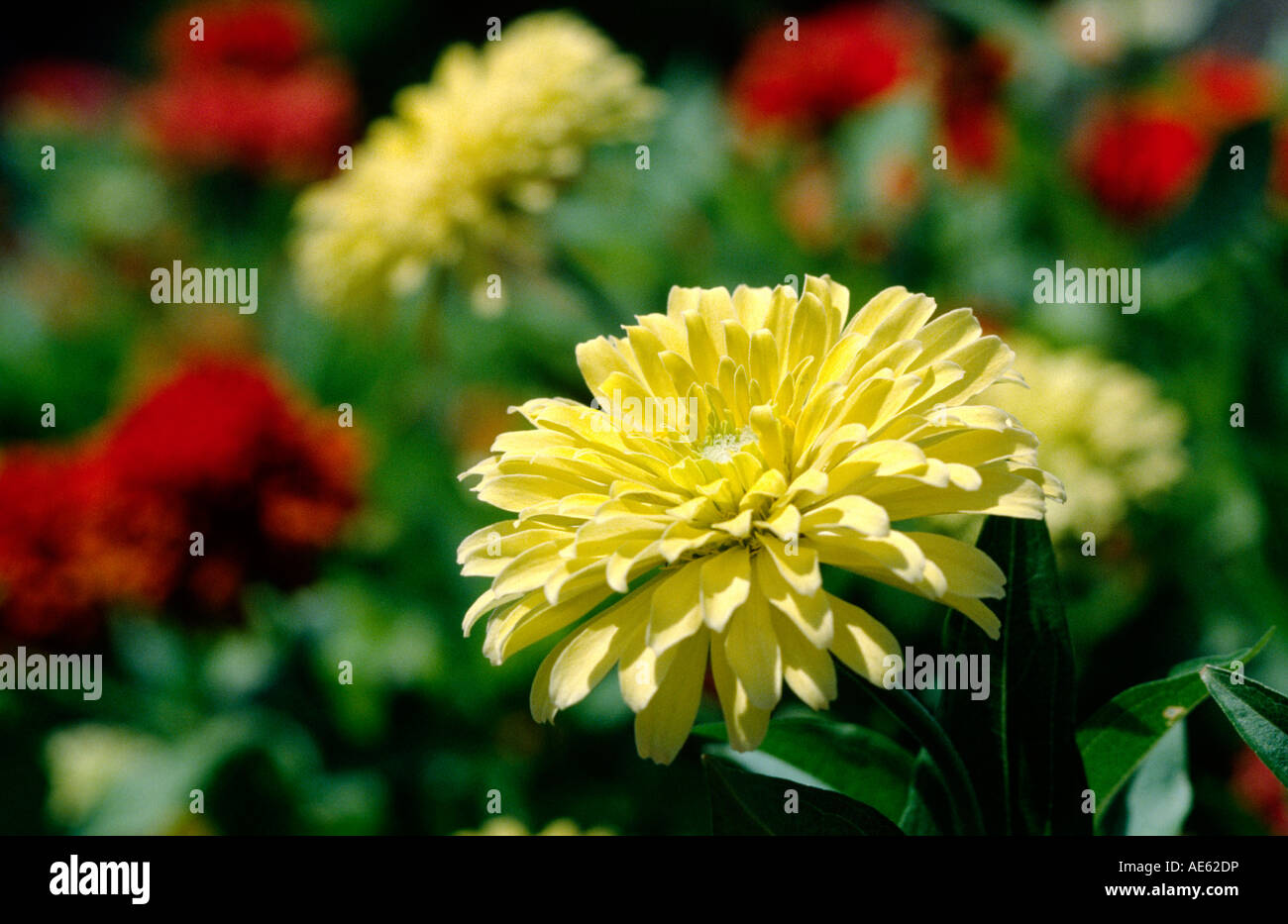 Multicolored ZINNIA FLOWERS Zinnia elegans Stock Photo