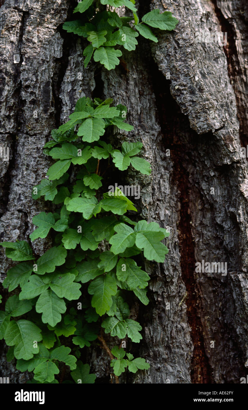 POISON OAK Toxicodendron pubescens climbs a pine tree Stock Photo Alamy
