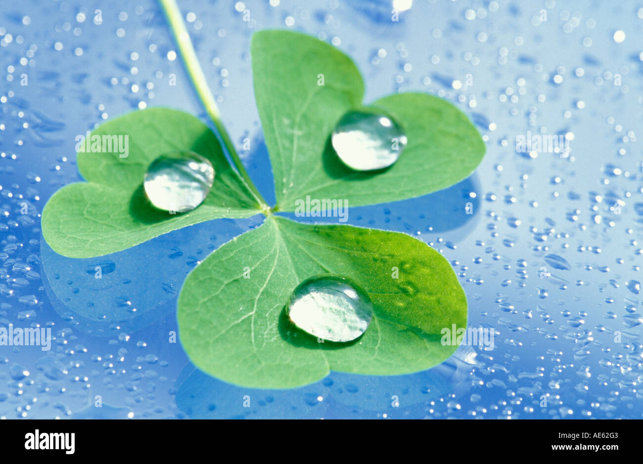 Cloverleaf with drops of water Stock Photo
