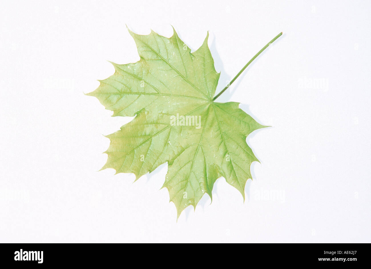 Norway Maple leaf (Acer platanoides) Stock Photo