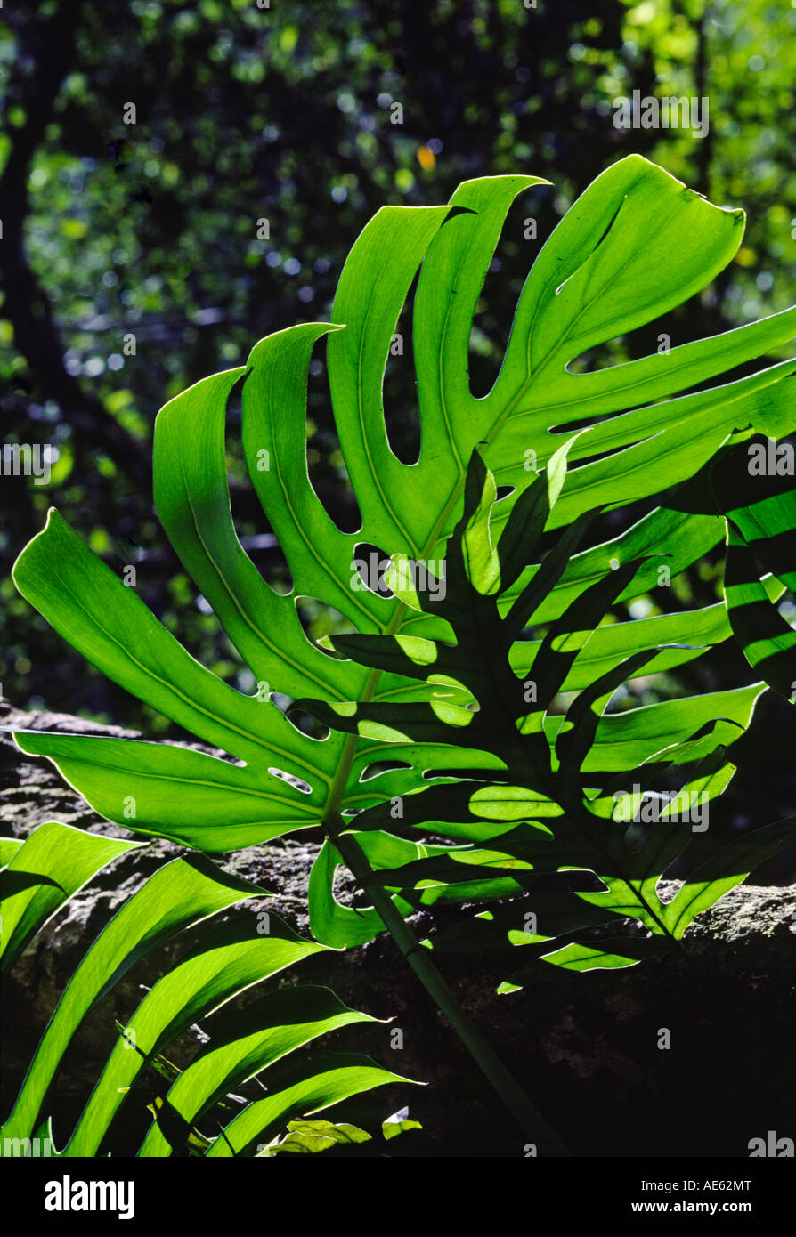 Broad Leaf Plant Stock Photos & Broad Leaf Plant Stock Images Alamy