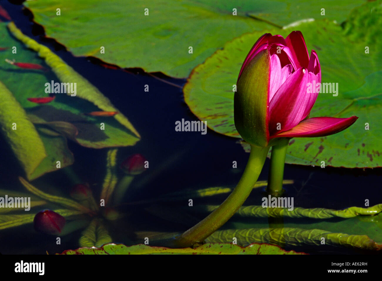 WATER LILY Nymphaea odorata in the ENCHANTING FLORAL GARDENS in KULA