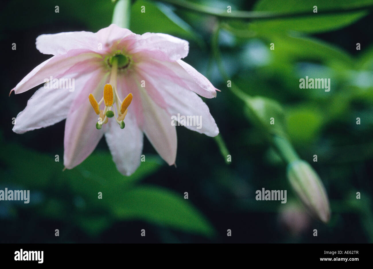 PASSION FRUIT FLOWER Passiflora in full bloom HAWAII Stock Photo Alamy
