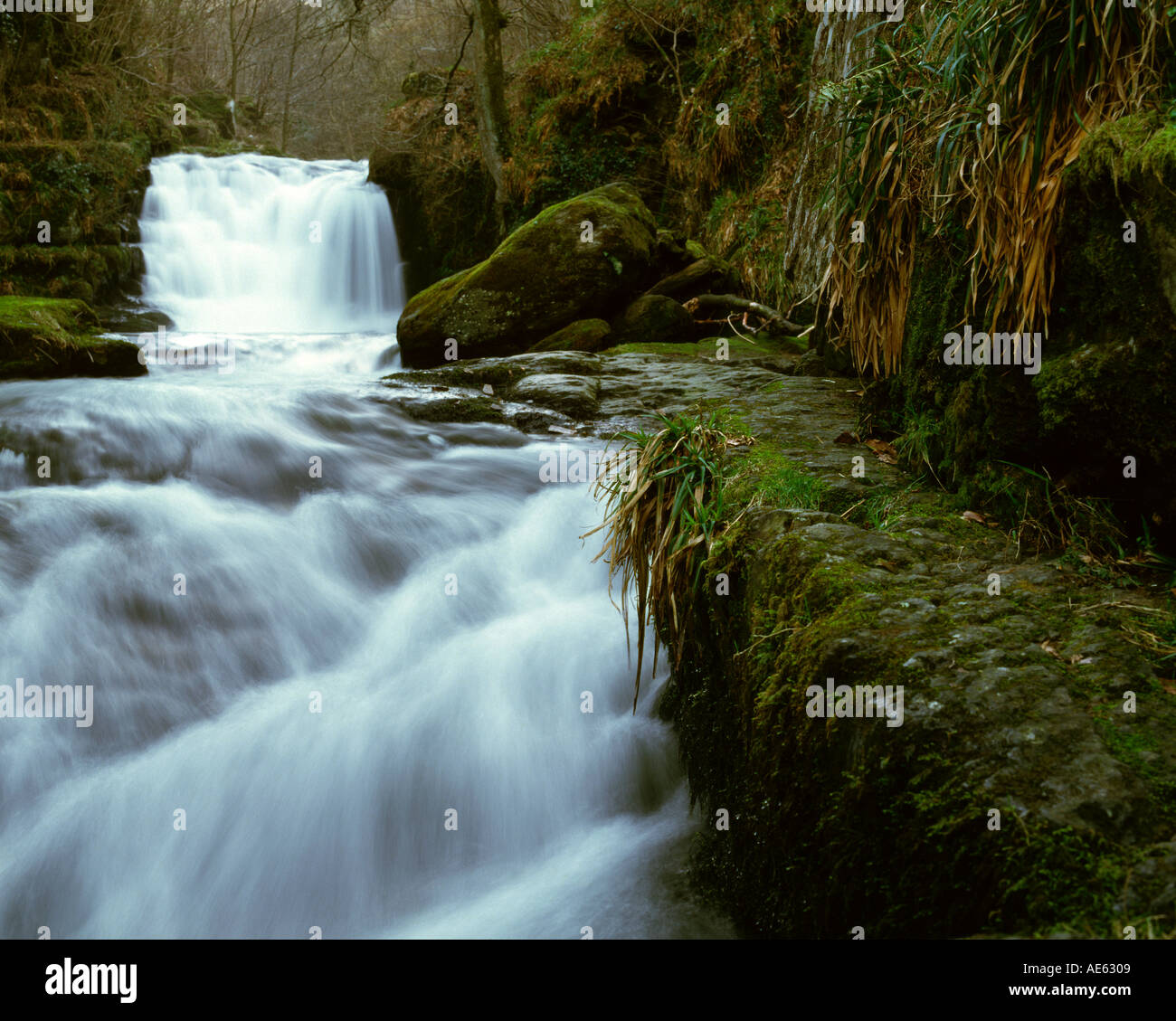Devon trout stream hi-res stock photography and images - Alamy