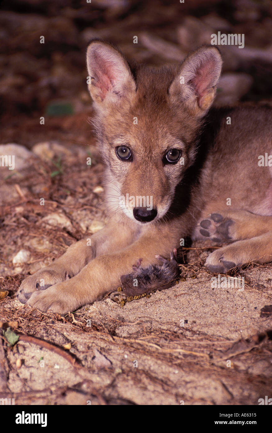 Young coyote (Canis latrans) with dead vole after successful hunt on sand bar, Missouri, Midwest USA Stock Photo