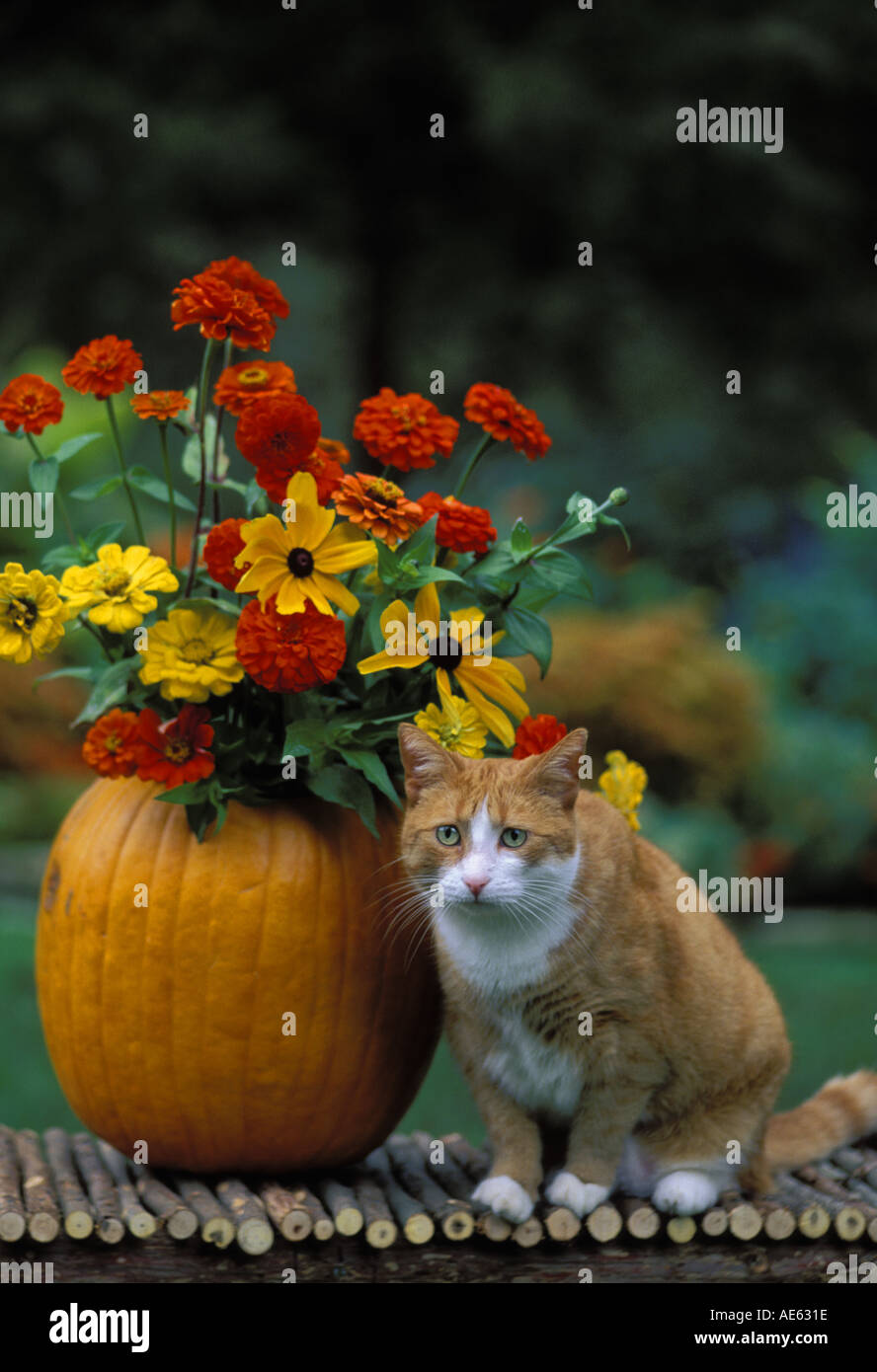 Orange tabby cat sitting white hi-res stock photography and images - Alamy