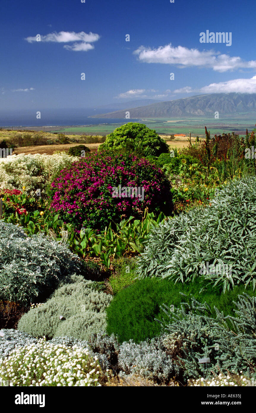 Colorful landscape of the ENCHANTING FLORAL GARDENS in KULA MAUI HAWAII