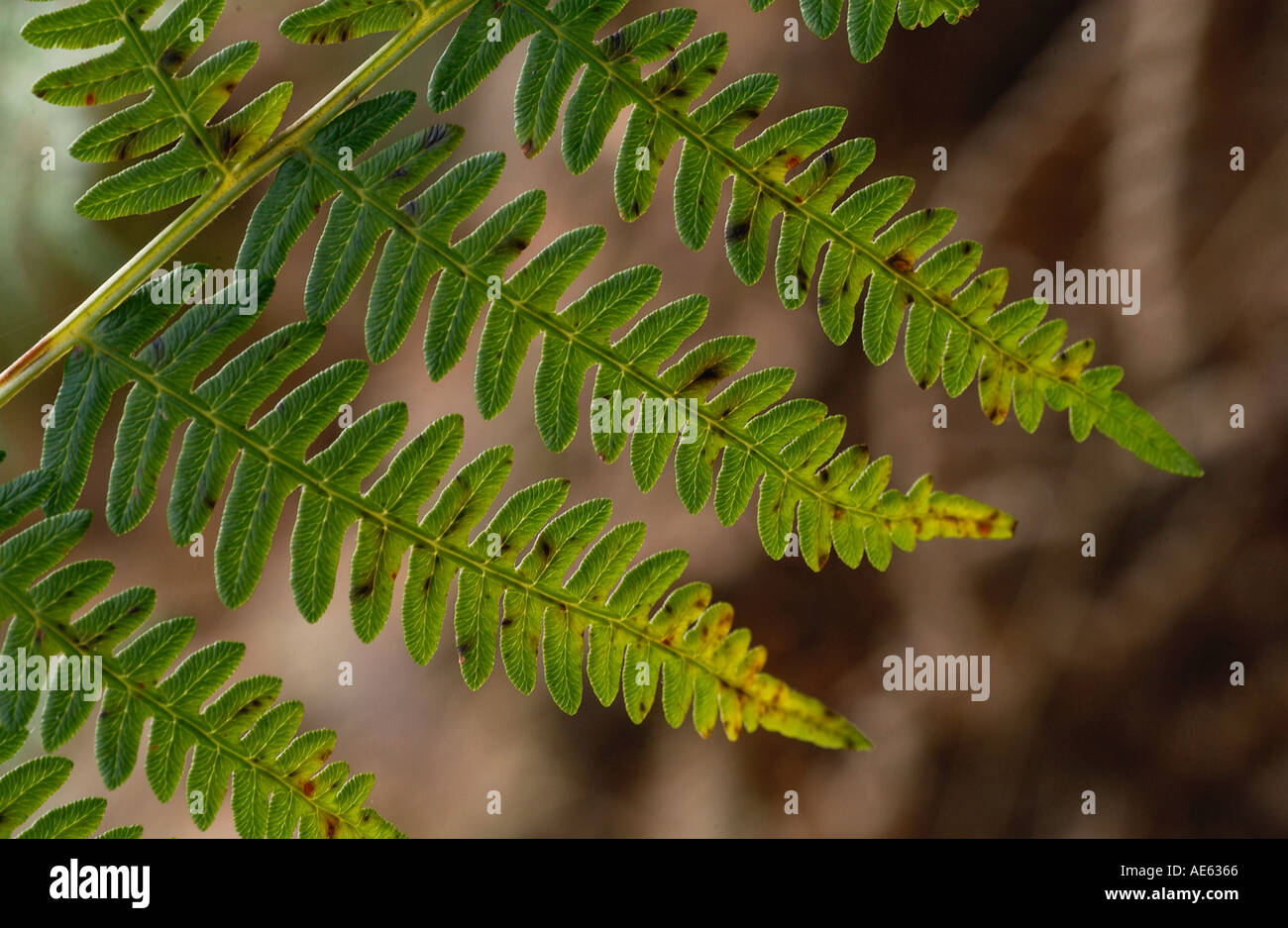 English woodland scenes hi-res stock photography and images - Alamy