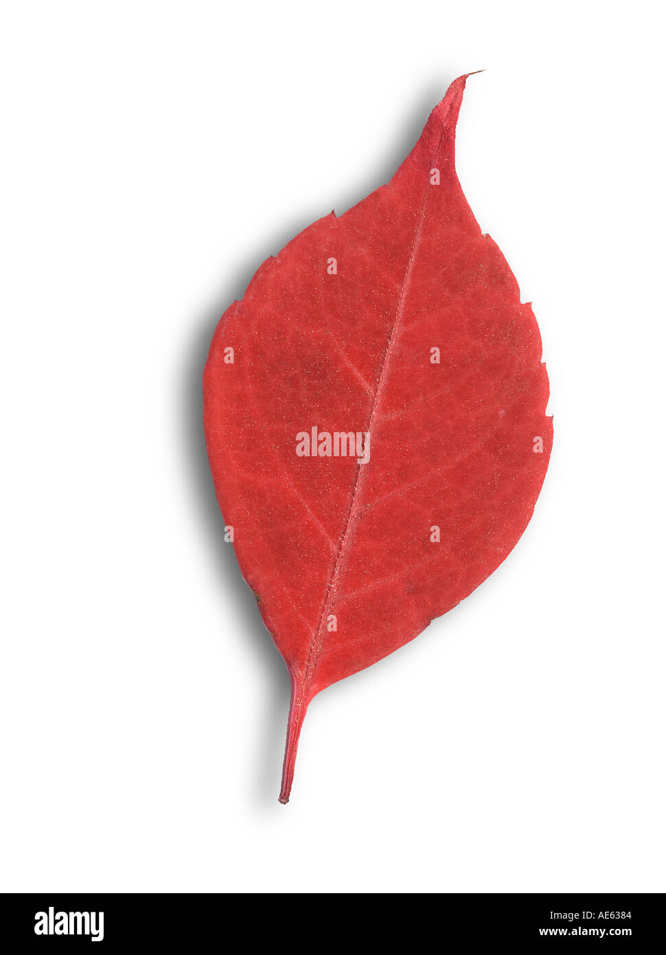 Blown Gold Leaf High Resolution Stock Photography and Images - Alamy