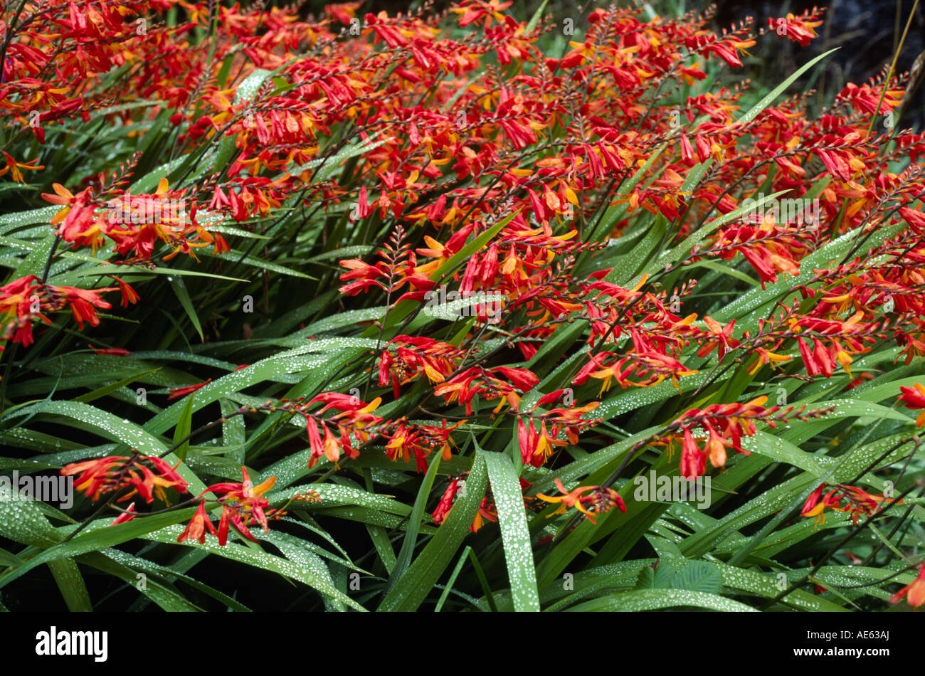 TRITONIA Iridaceae Tritonia crocosmiflora in bloom OREGON Stock Photo