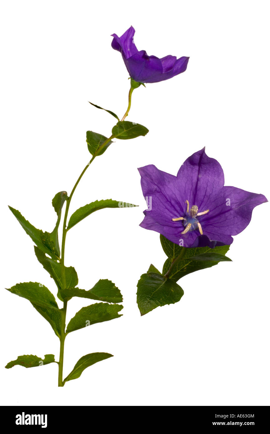 Platycodon grandiflorus cut outs hires stock photography and images