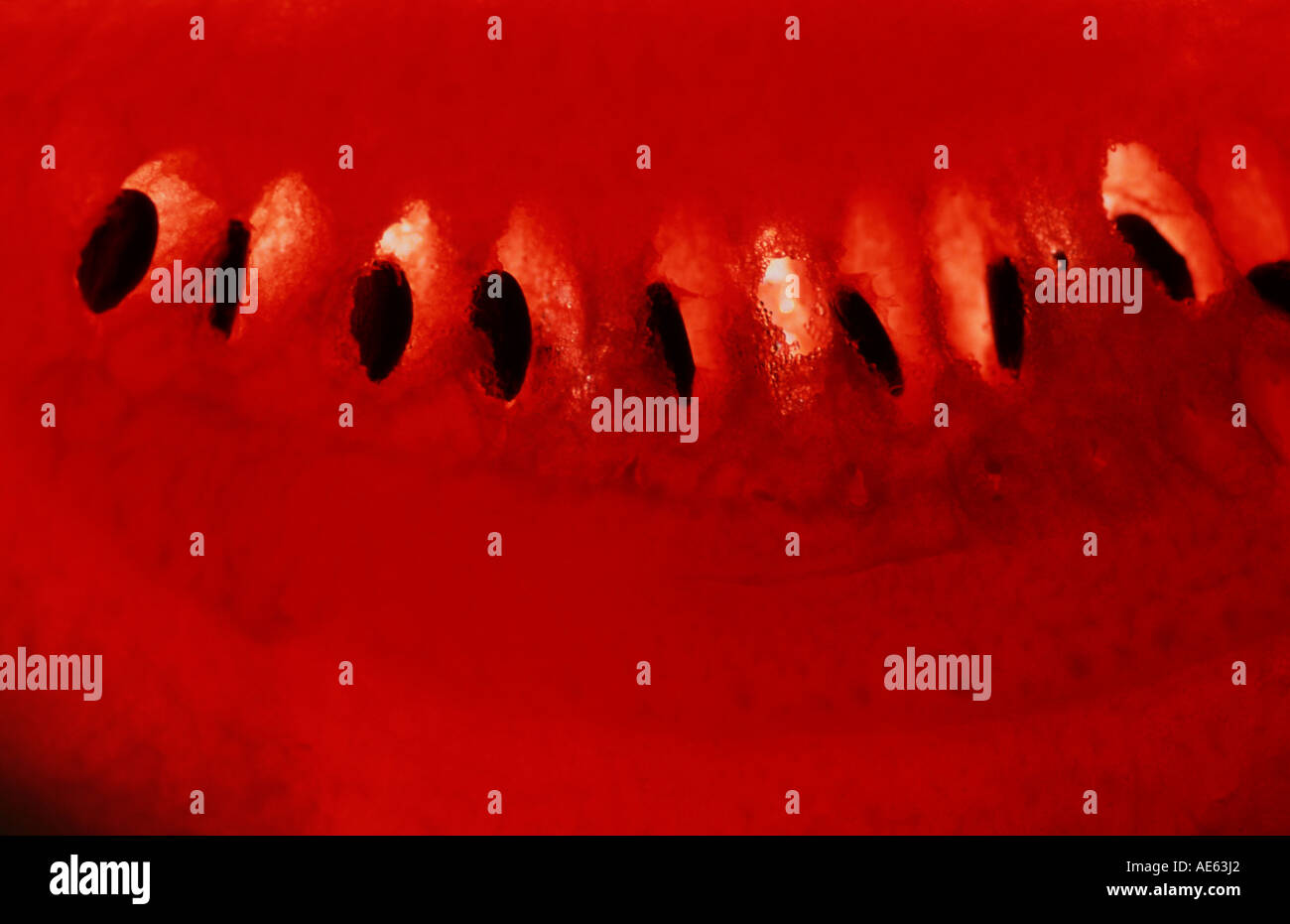 Watermelon (Citrullus lanatus Stock Photo - Alamy