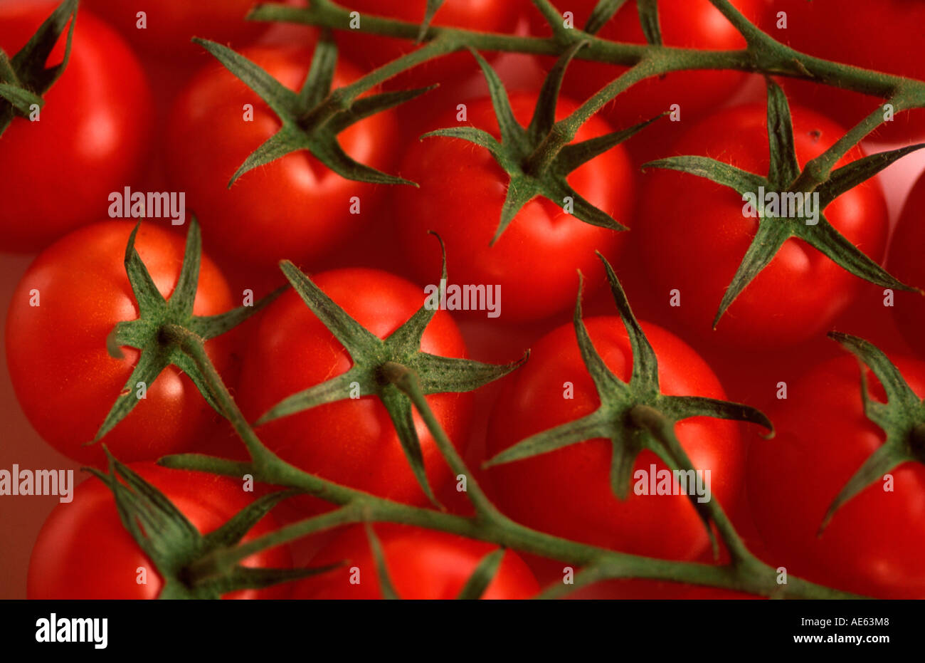 Tomato fruits (Solanum lycopersicum Stock Photo Alamy