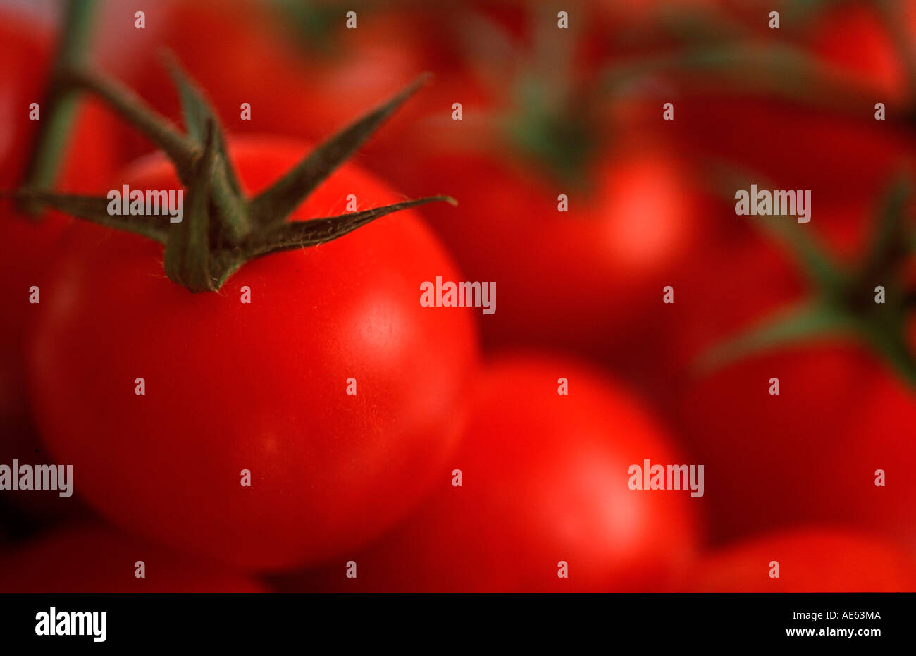 Tomato fruits (Solanum lycopersicum Stock Photo Alamy