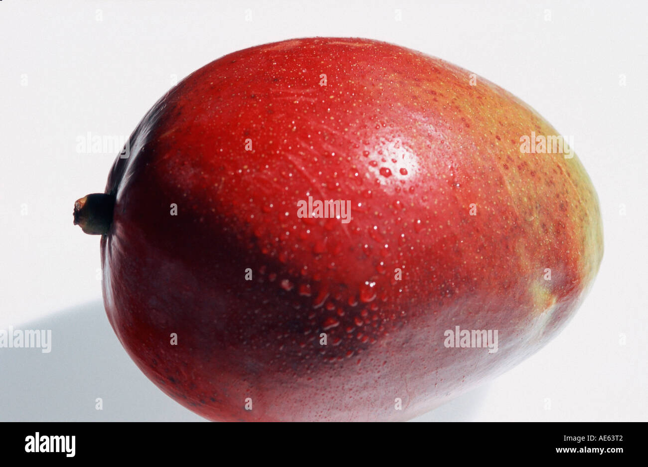 Mango (Mangifera indica Stock Photo Alamy