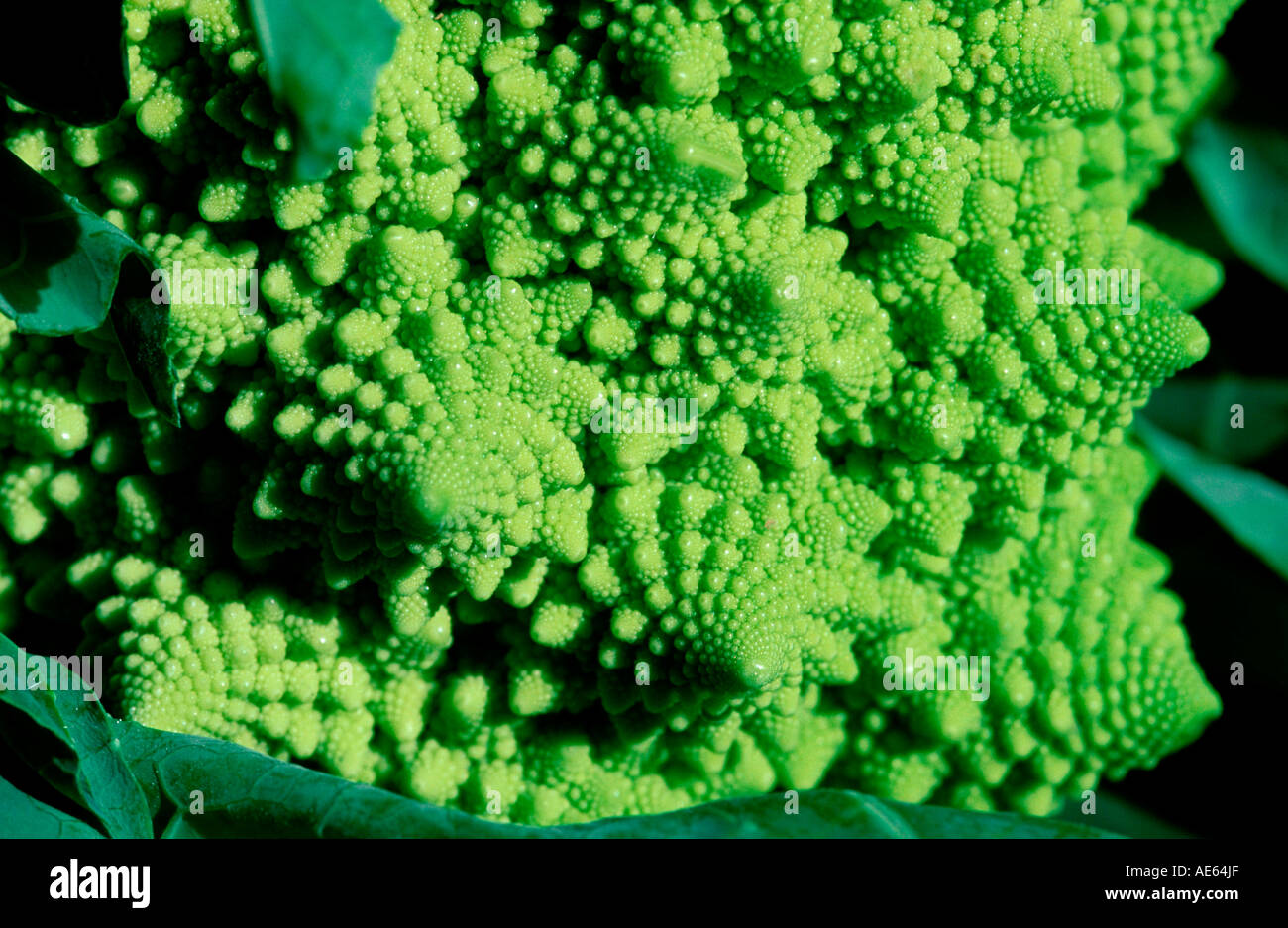 Cauliflower (Brassica oleracea var. botrytis) Romanesco Stock Photo