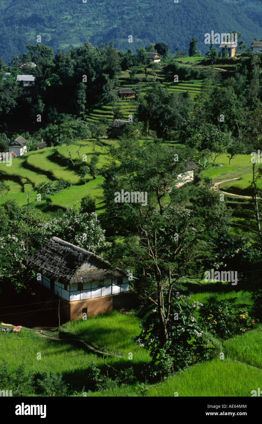 Terraced RICE FIELDS flourish in the Arun River drainage on route to