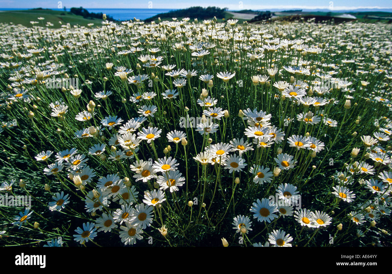 Pyrethrum crop in flower Tasmania, Australia Stock Photo
