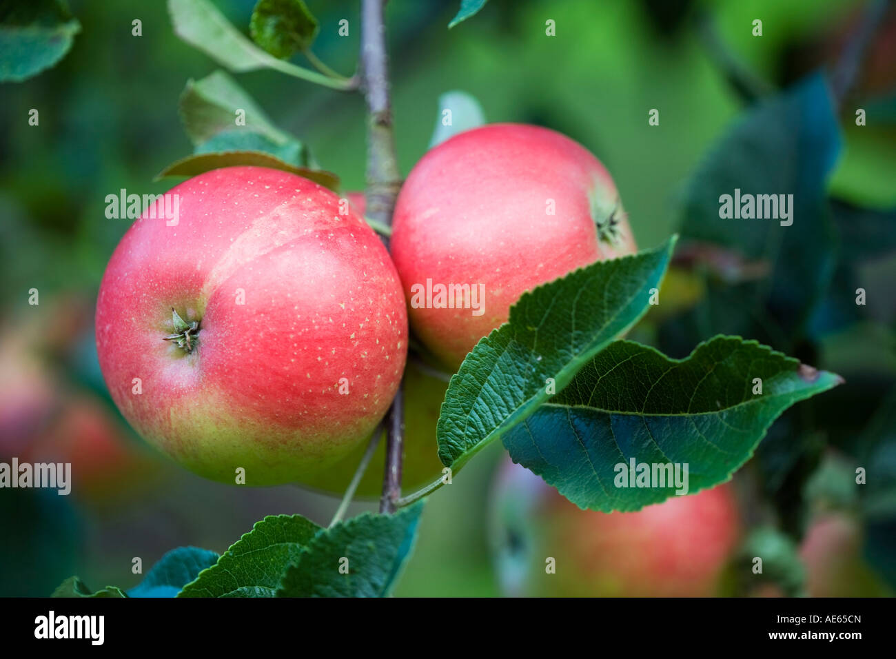 Eating apples variety Katya ripening on the tree in an English orchard