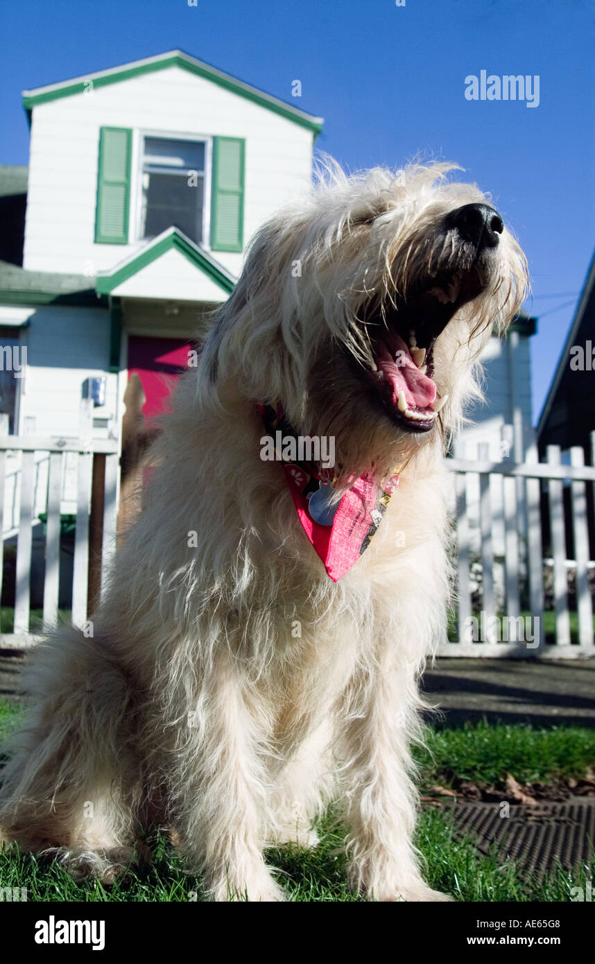 Dog barks in front of its house Stock Photo