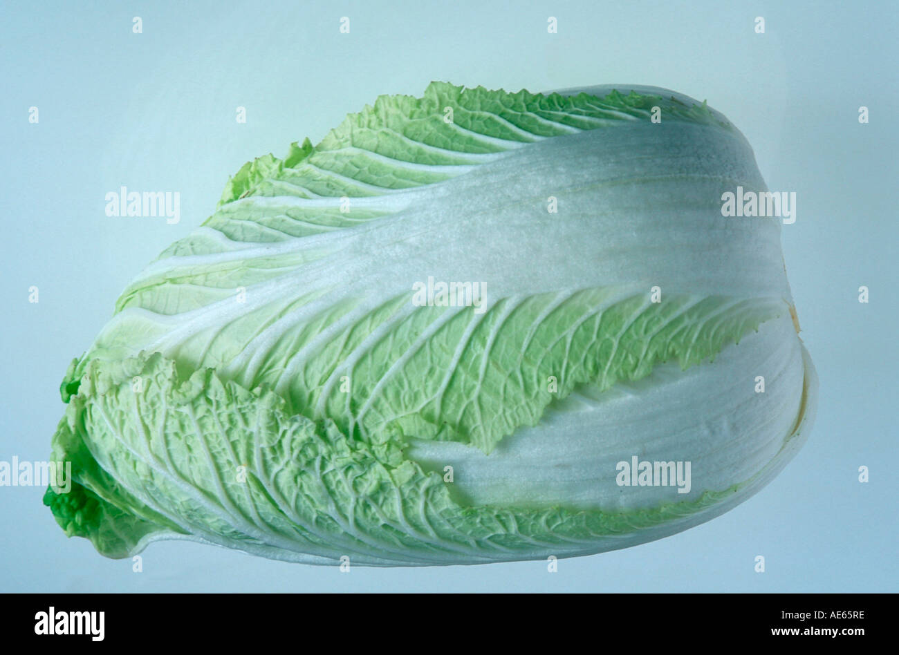 Chinese Cabbage (Brassica pekinensis Stock Photo Alamy