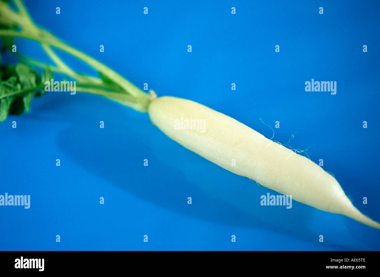 White Radish (Raphanus sativus Stock Photo Alamy