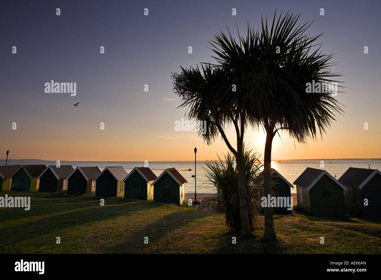 Sunset over palm tree and beach huts, Gurnard Isle of Wight Stock Photo