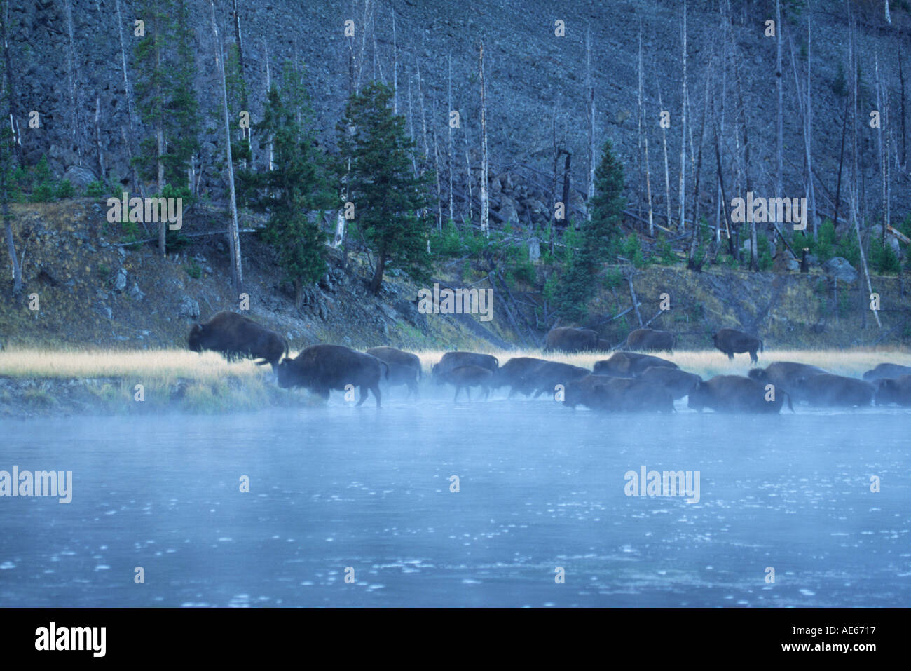 Bison bos bison in mist while crossing Firehole River in cool dawn light Stock Photo