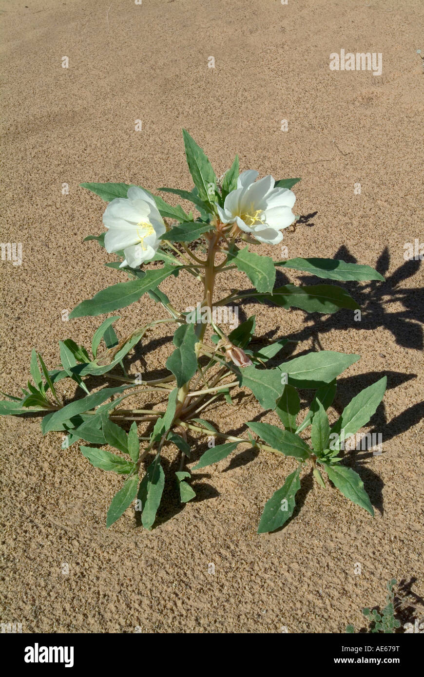 Dune primrose Oenothera deltoides Imperial Sand Dunes California Stock