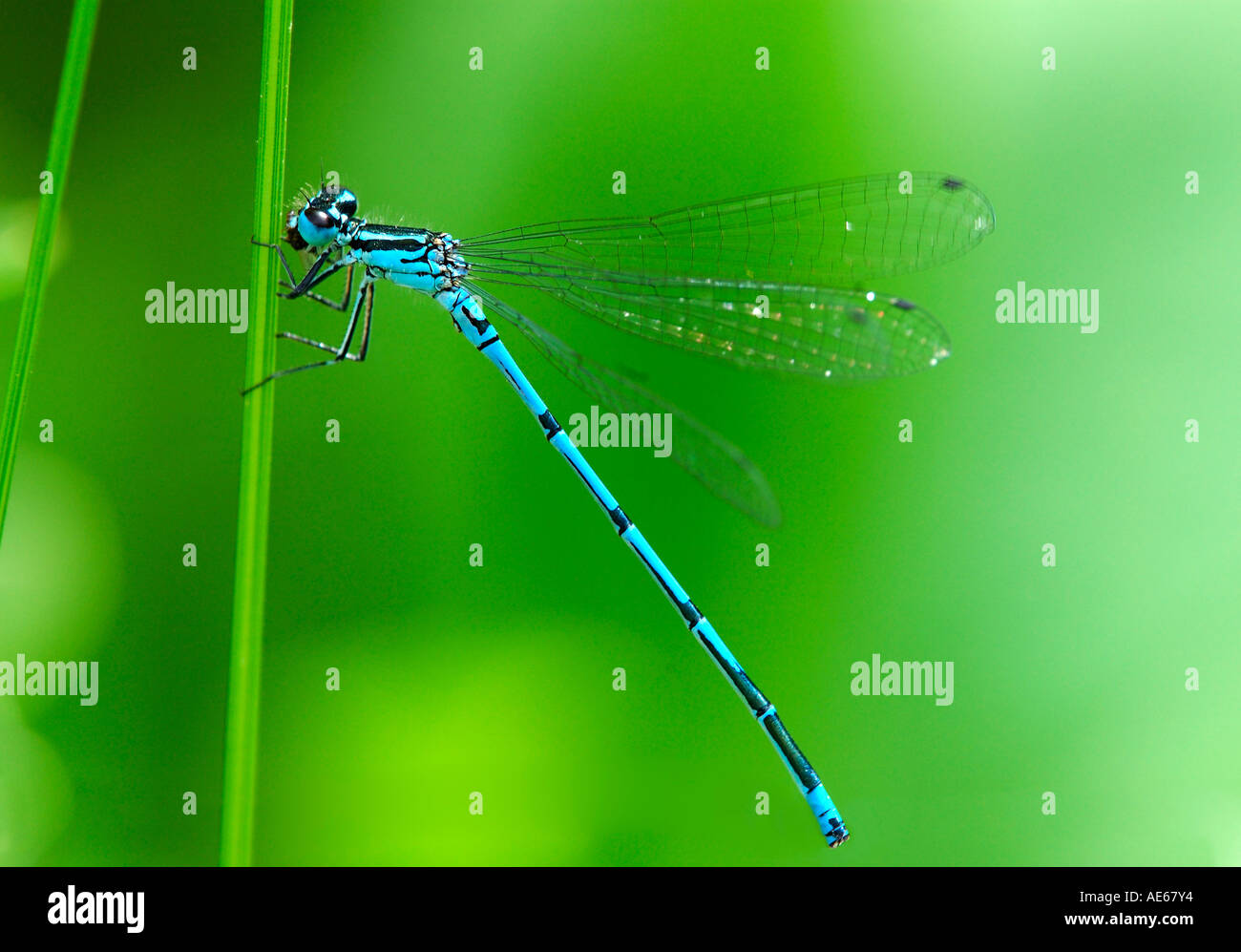 Azure damselfly, Coenagrion puella Stock Photo - Alamy