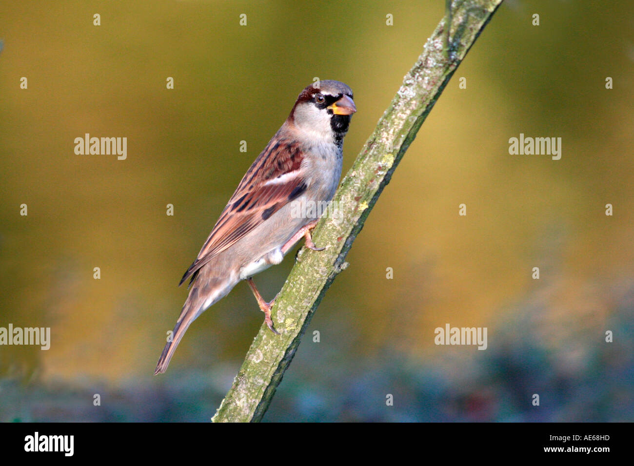 bird singing bird sparrow Stock Photo